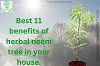 Best 11 benefits of herbal neem tree in your house.