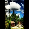 Camp White Pine 