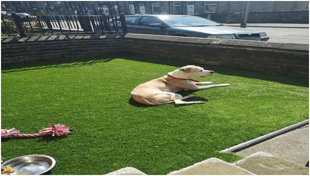 Instigate a lush appeal to your lawn, Buy Artificial Grass!
