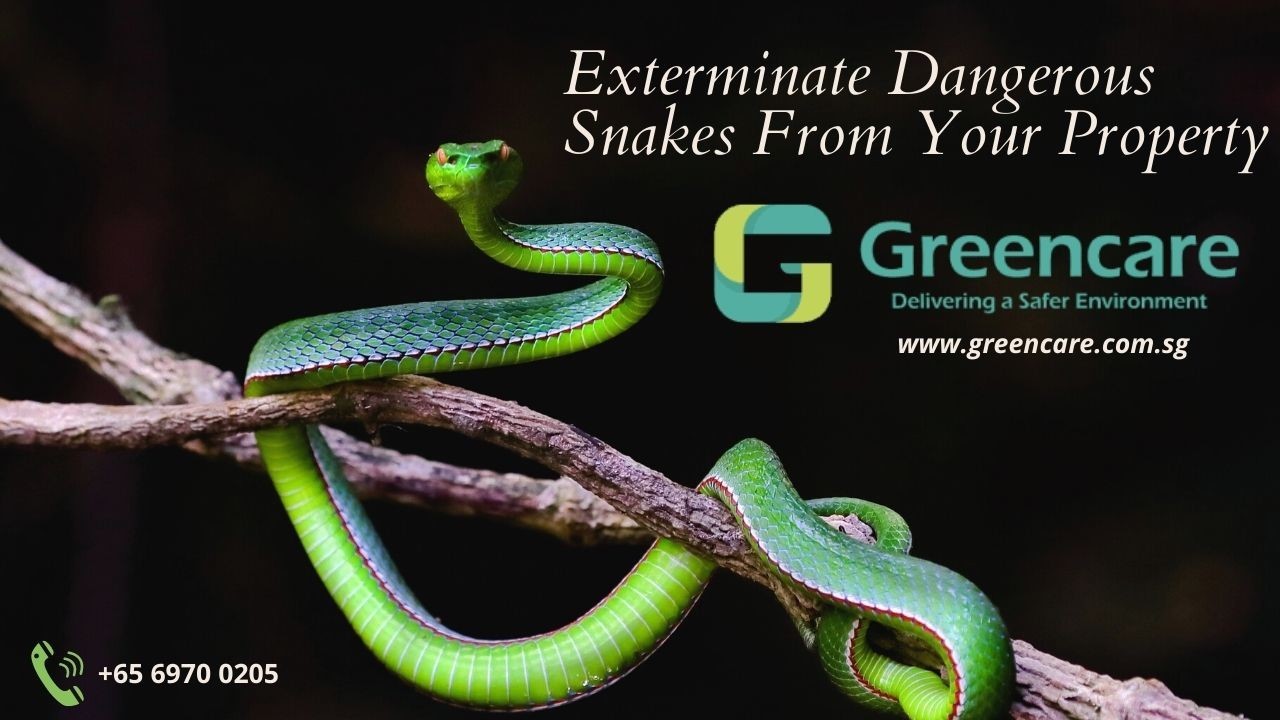 Exterminate Dangerous Snakes From Your Property – Greencare