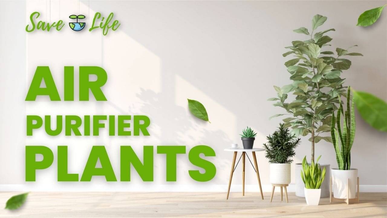  Air Purifier Plants in India