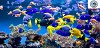 Melbourne Tropical Fish