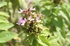 10 Benefits of Tulsi, Organically Yours