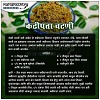 Curry Leaves chutney - Maharashstra Today