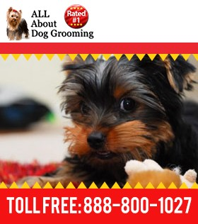How to Become a Pet Groomer | Dog Grooming Training | Learntogroom.com