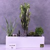 Office Desk Plants - Buy Office Plants Online at Best Price