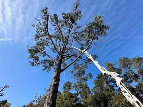 Cambria Pines Tree Service inc