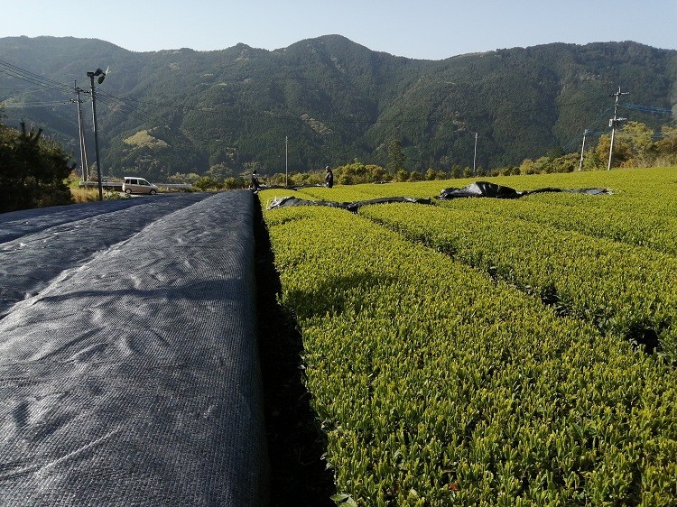 Hoshinomura Green Tea Farm