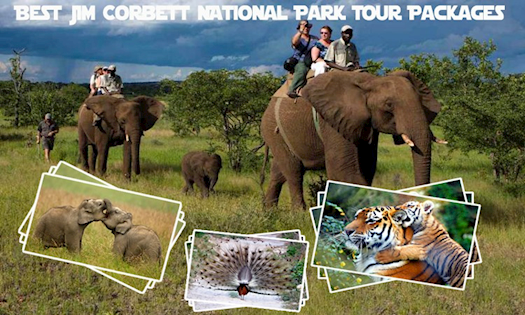 Best Jim Corbett National Park Tour Packages from Delhi for Wildlife Lovers