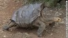 Diego, the tortoise who saved his entire species, finally retires to uninhabited island.