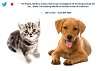 Telepathic Animal Communication & Spirit Animals Tips
