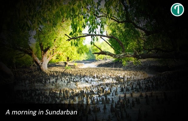 sundarban package tour 