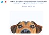 Learn Animal Communication & Animal Psychic Courses