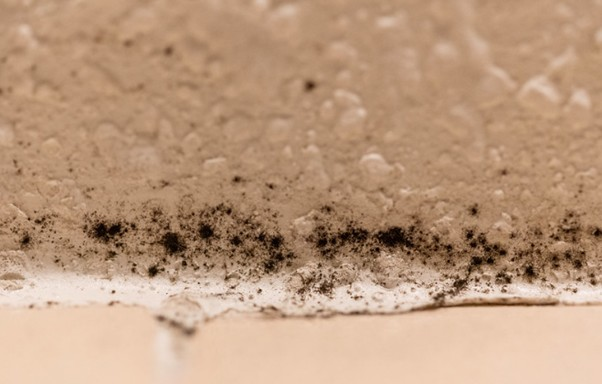 Basement Mold _  How to Find Out and Treat it