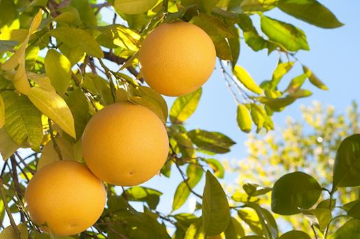 sun-harvest-citrus