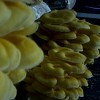 Yellow Oyster Mushrooms 