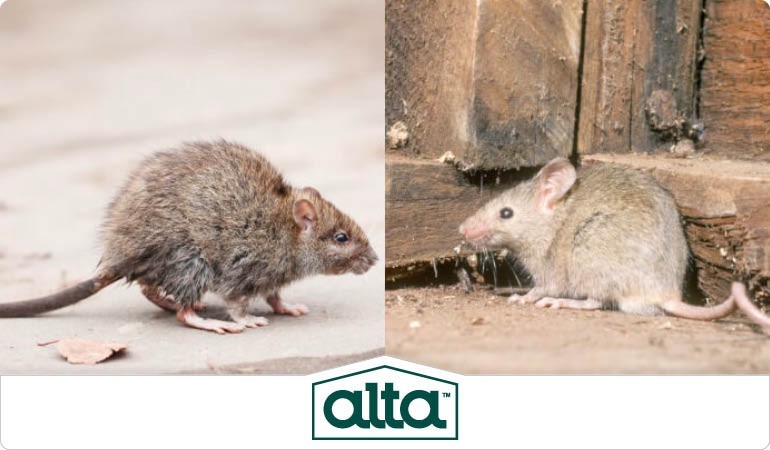 Rodent control Knoxville