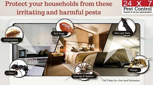 24x7pestcontrol - Are pests scaring you? Protect your... 