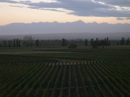 Mendoza Wine Regions