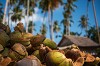 Coconut Oil Distributor | Coconut farm