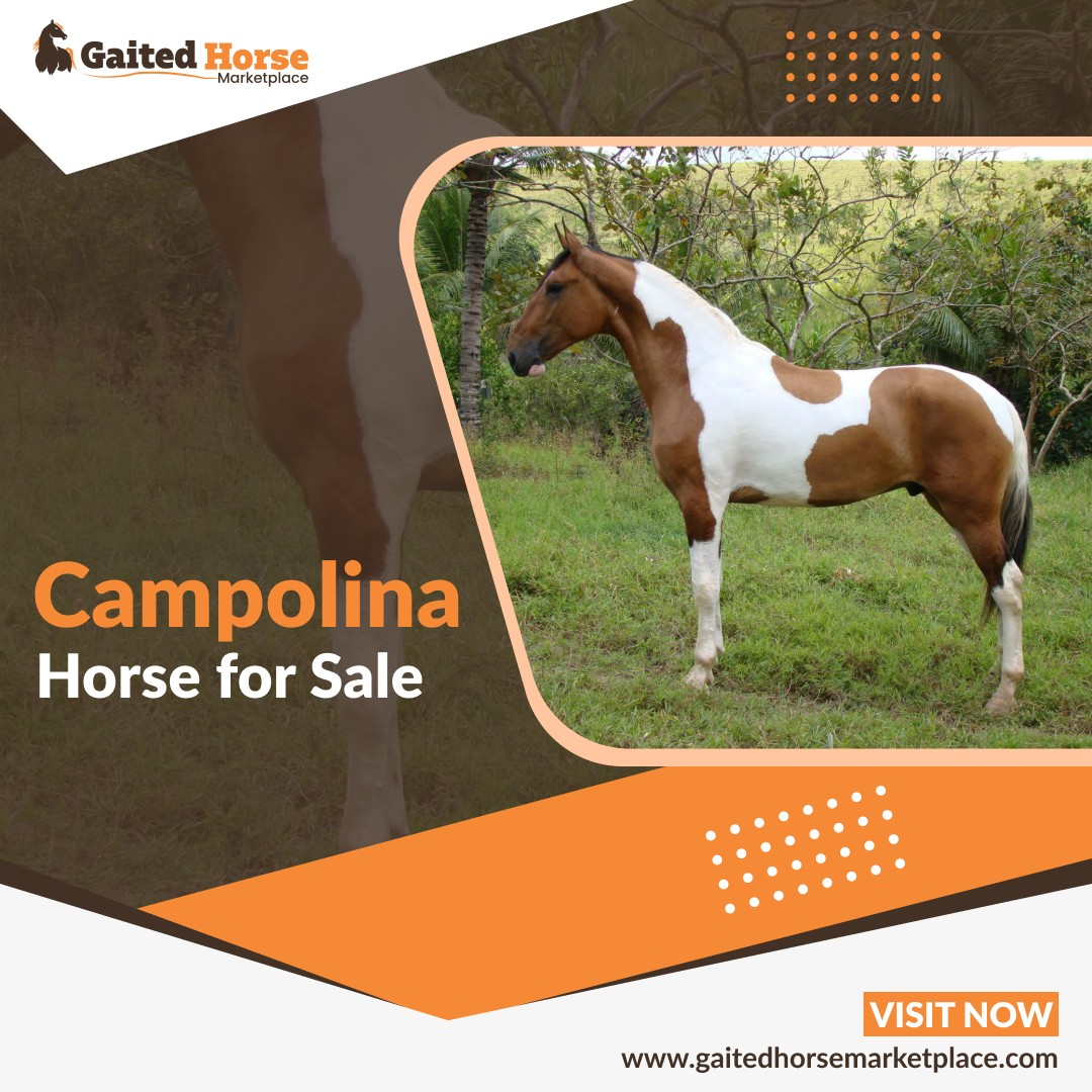 Campolina Horse for Sale