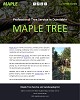 Professional Tree Service in Dunstable - MAPLE TREE