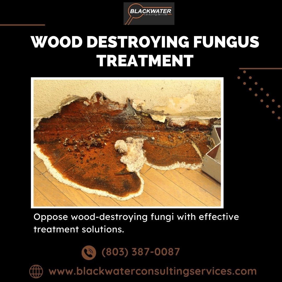 Effective Wood Destroying Fungus Treatment Solutions for Lasting Preservation