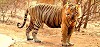 Rajasthan forest department eyes new safari zones to boost tourism in Sariska Tiger Reserve