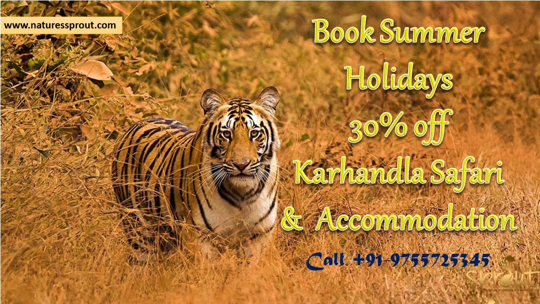 Special offers on Summer Holiday Tour to karhandla Jungle Safari
