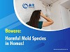Absolute mold remediation ltd offers mold inspection in toronto