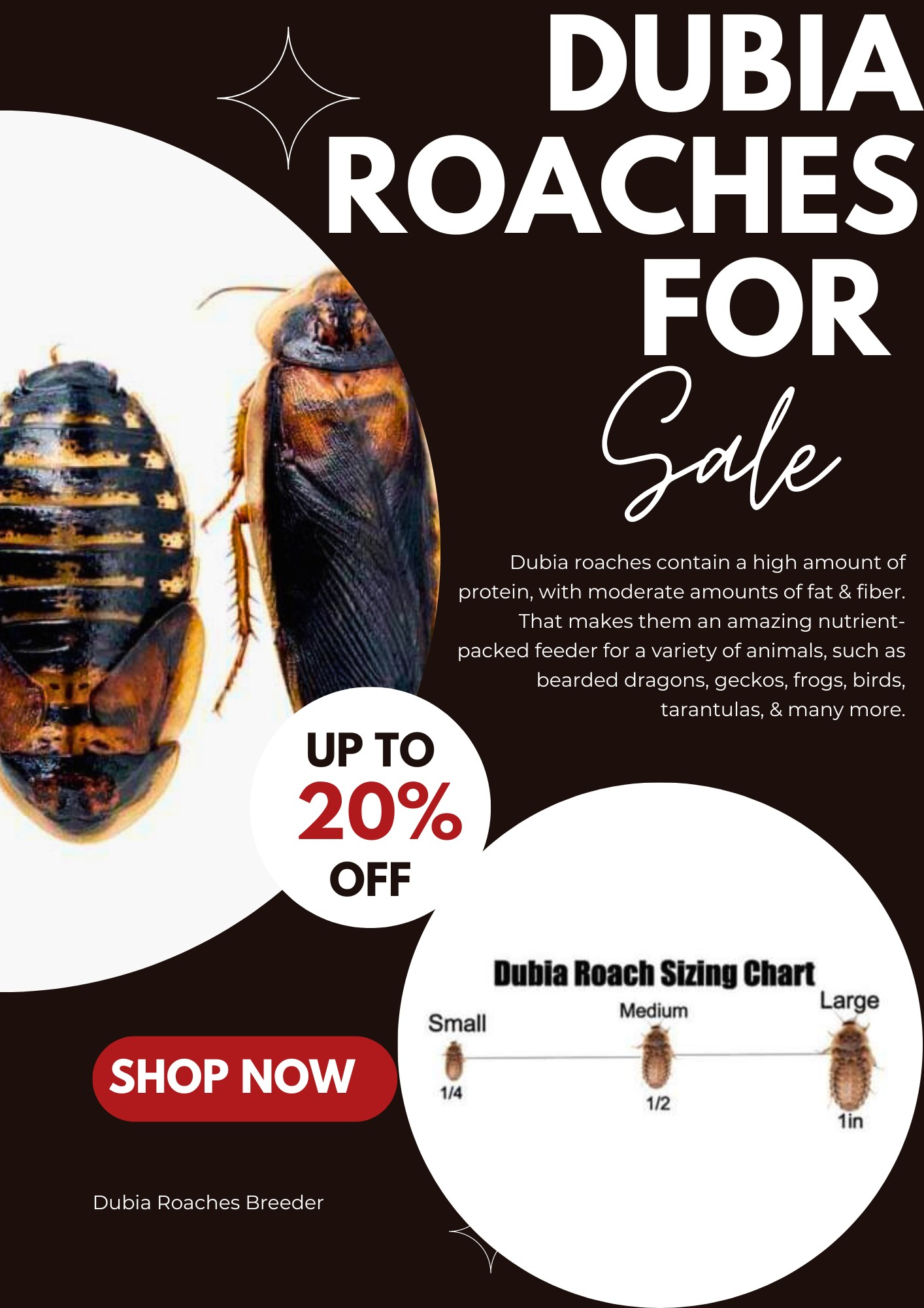 Dubia Roaches for sale 