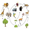 How the food chain works