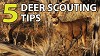 Deer Scouting Tips for a More Successful Hunting Season