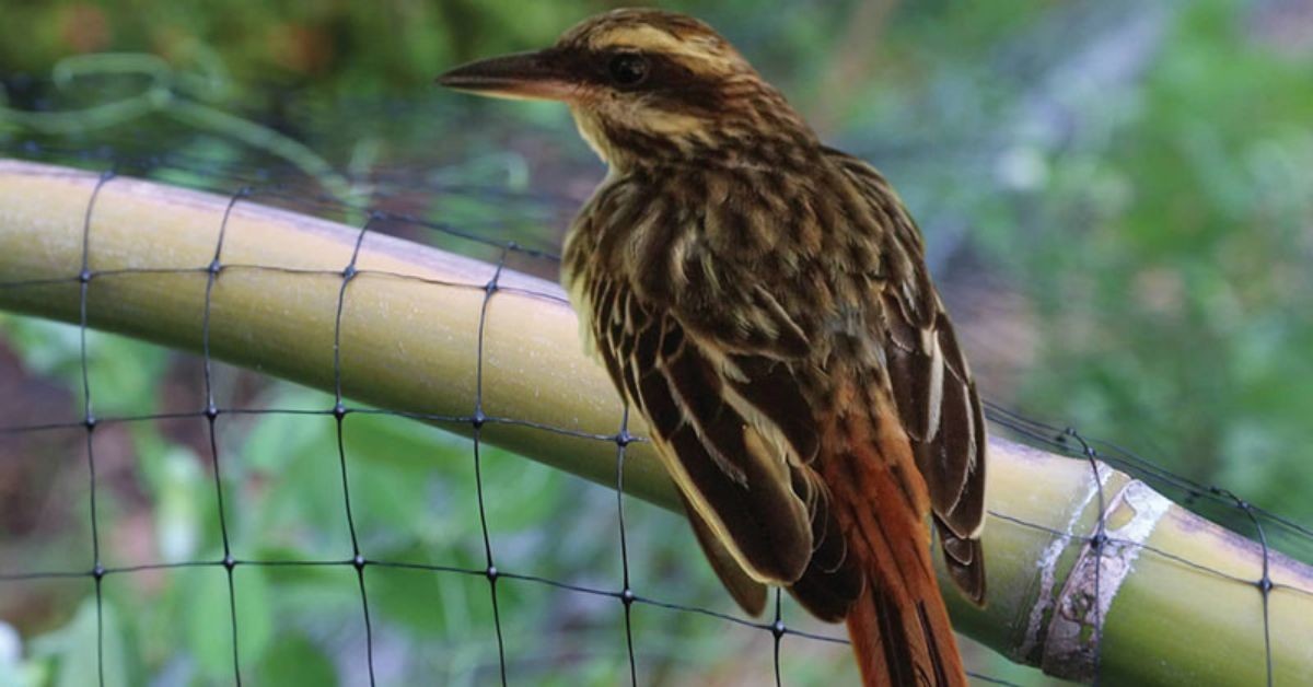 Deepthi Enterprises | Anti Bird Nets Chennai | Anti Bird Nets Price in Chennai