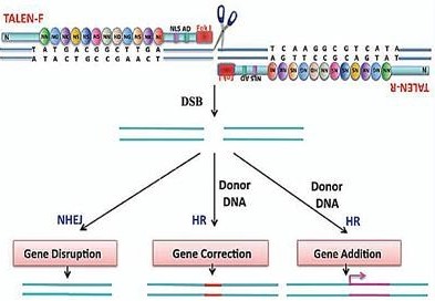 Talens Gene Editing Service