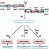 Talens Gene Editing Service