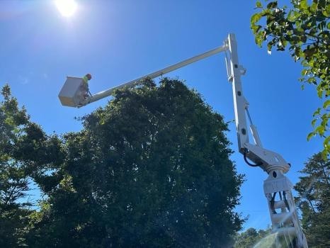 Cambria Pines Tree Service inc
