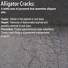 Alligator Cracks