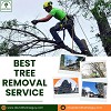 Best Tree Removal Service