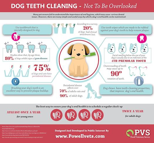 Dog Teeth Cleaning-  Not To Be Overlooked