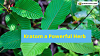 Kratom a Powerful Herb Is Changing the Lives of Millions