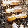 Best Termite Control Companies