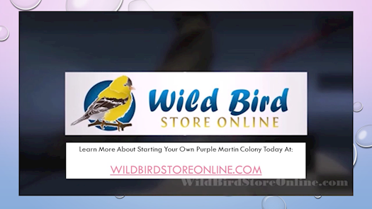 Wild Bird Store Online