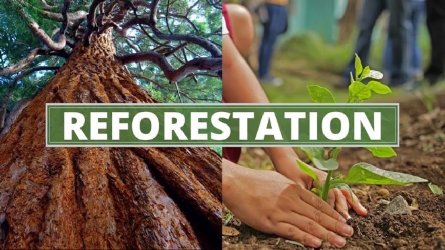 Reforestation