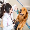 Dog wash