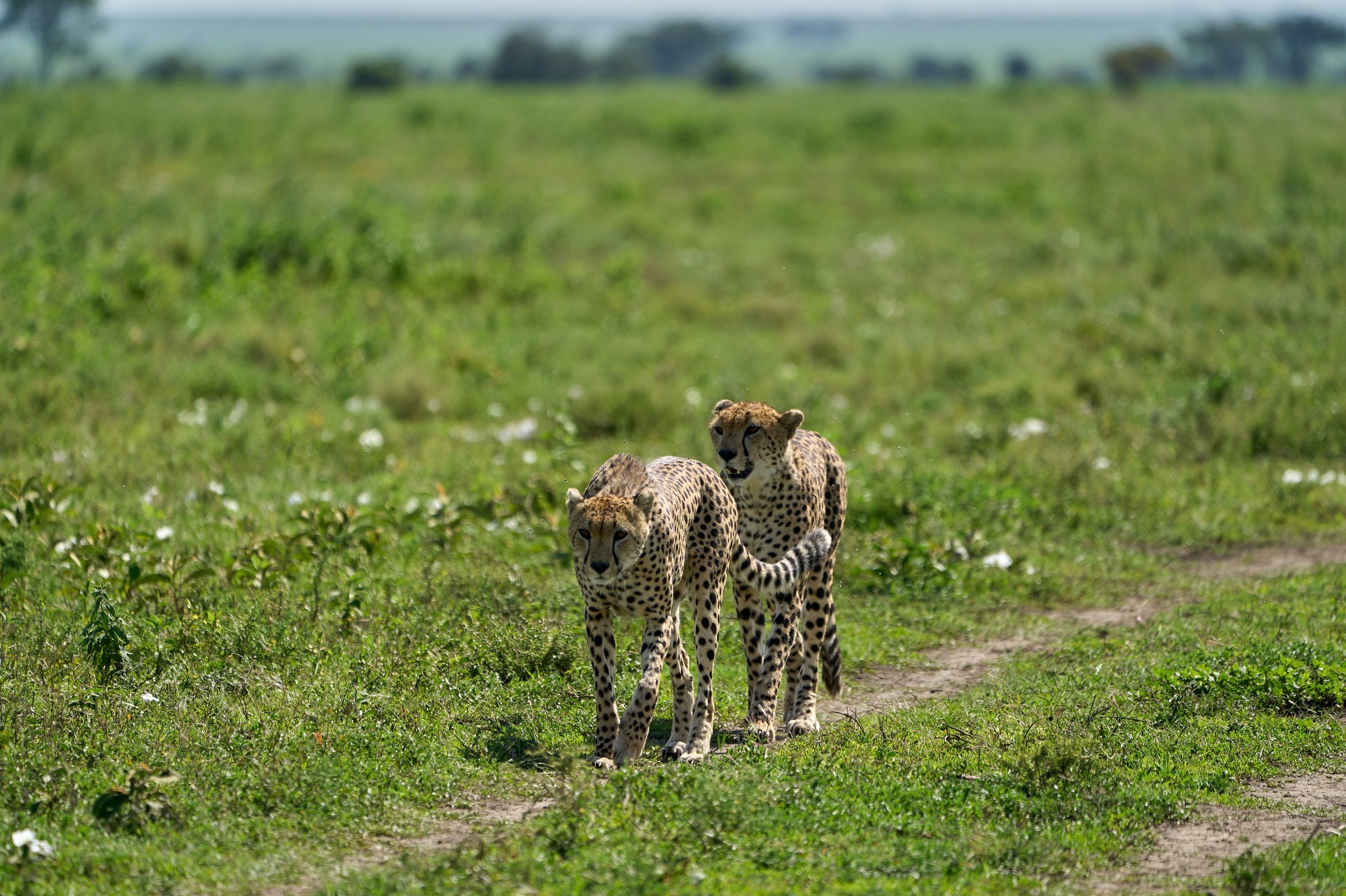 Cheetahs in Ndutu area of Ngorongoro conservation