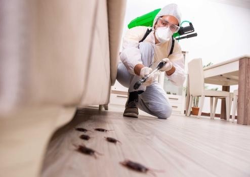 Beaverton Pest Management Solutions