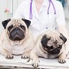 Pet Med Animal Clinic