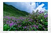 Valley of Flowers Uttarakhand Package at the best price