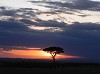 Best Kenya safari